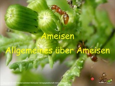 Ameisen-ohne-Ton.pdf